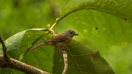 Image of Brown-cheeked Fulvetta