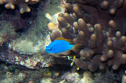 Image of Fiji blue devil