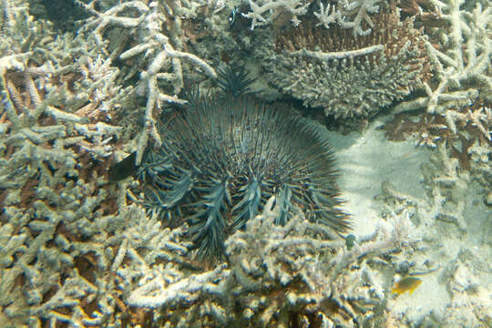 Image of crown of thorns starfish