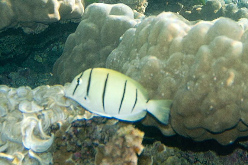 Image of Convict Surgeonfish