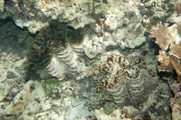 Image of Fluted Clam