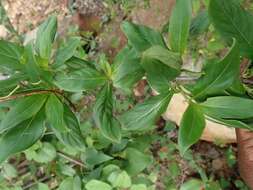 صورة Paracarphalea angulata (Baill.) Razafim., Ferm, B. Bremer & Kårehed