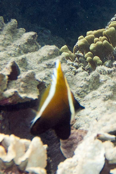 Image of Horned Bannerfish