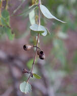 Image of Corymbia candida K. D. Hill & L. A. S. Johnson