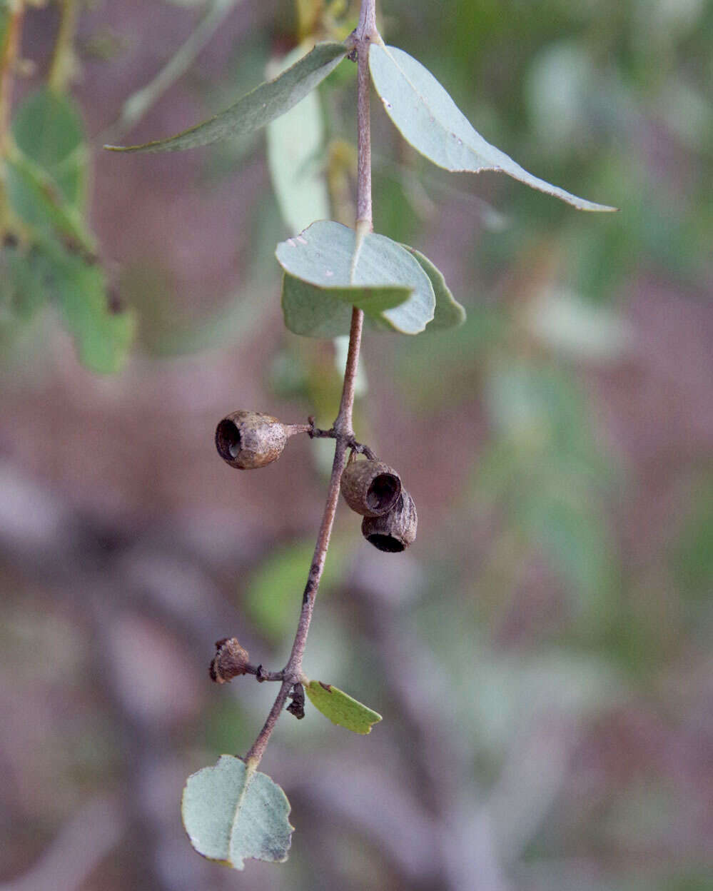 Image of Corymbia candida K. D. Hill & L. A. S. Johnson