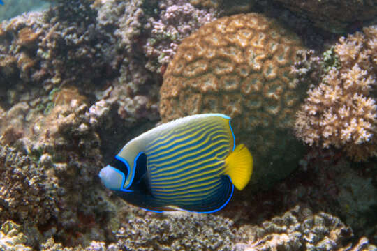 Image of Angelfish