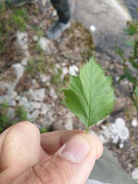 Image de Crataegus flabellata var. flabellata