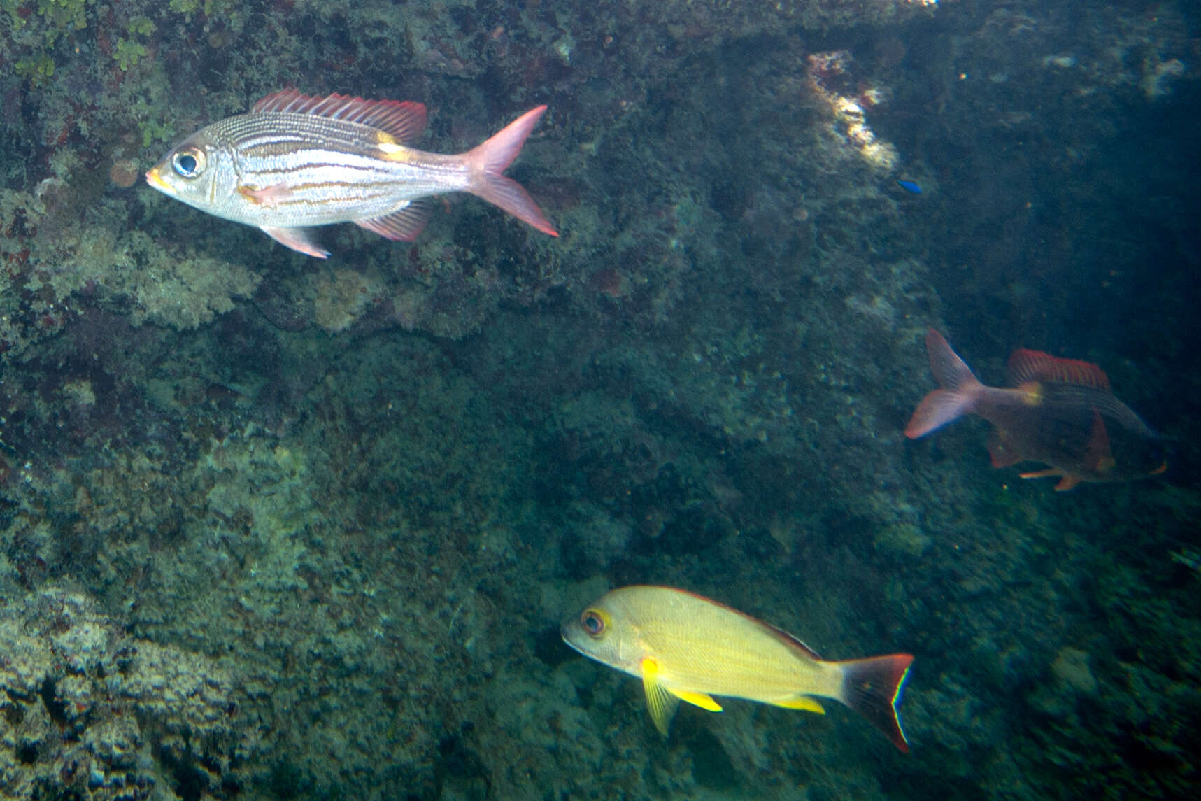 Image of Blacktail snapper
