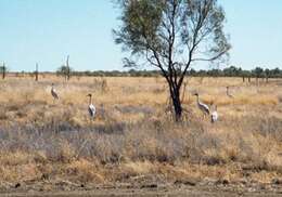 Image of Brolga