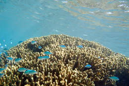 Image of Black-axil chromis