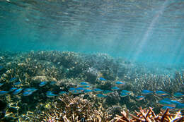 Image of Black-axil chromis