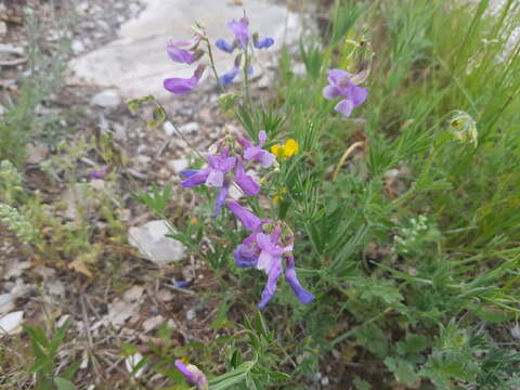 Lathyrus filiformis (Lam.) Gay resmi