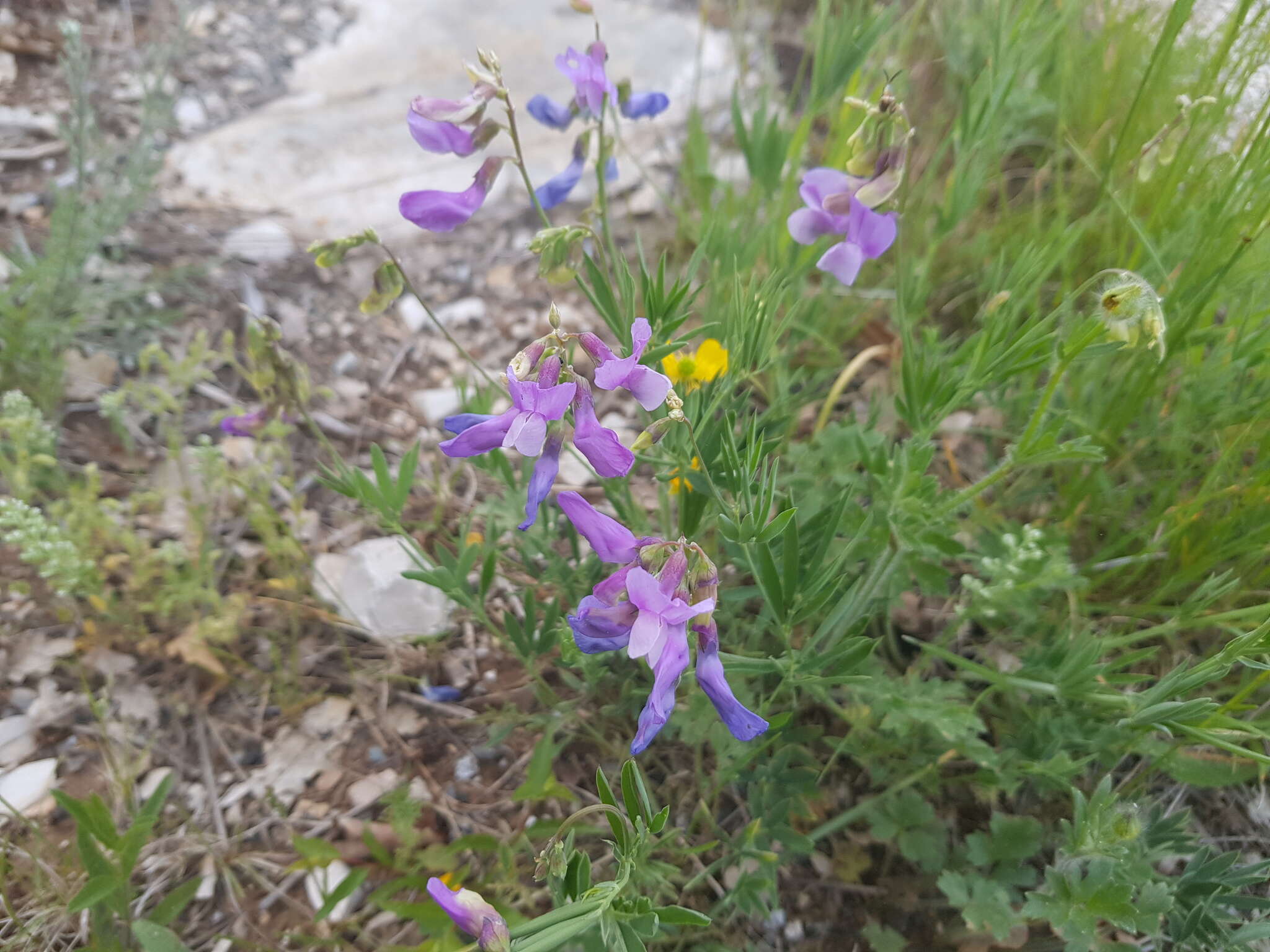 Image of Lathyrus filiformis (Lam.) Gay