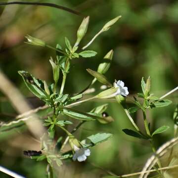 Mecardonia acuminata subsp. acuminata的圖片