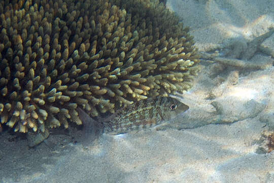 Image of Orange-striped emperor