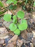 Sivun Saxifraga hirsuta subsp. hirsuta kuva