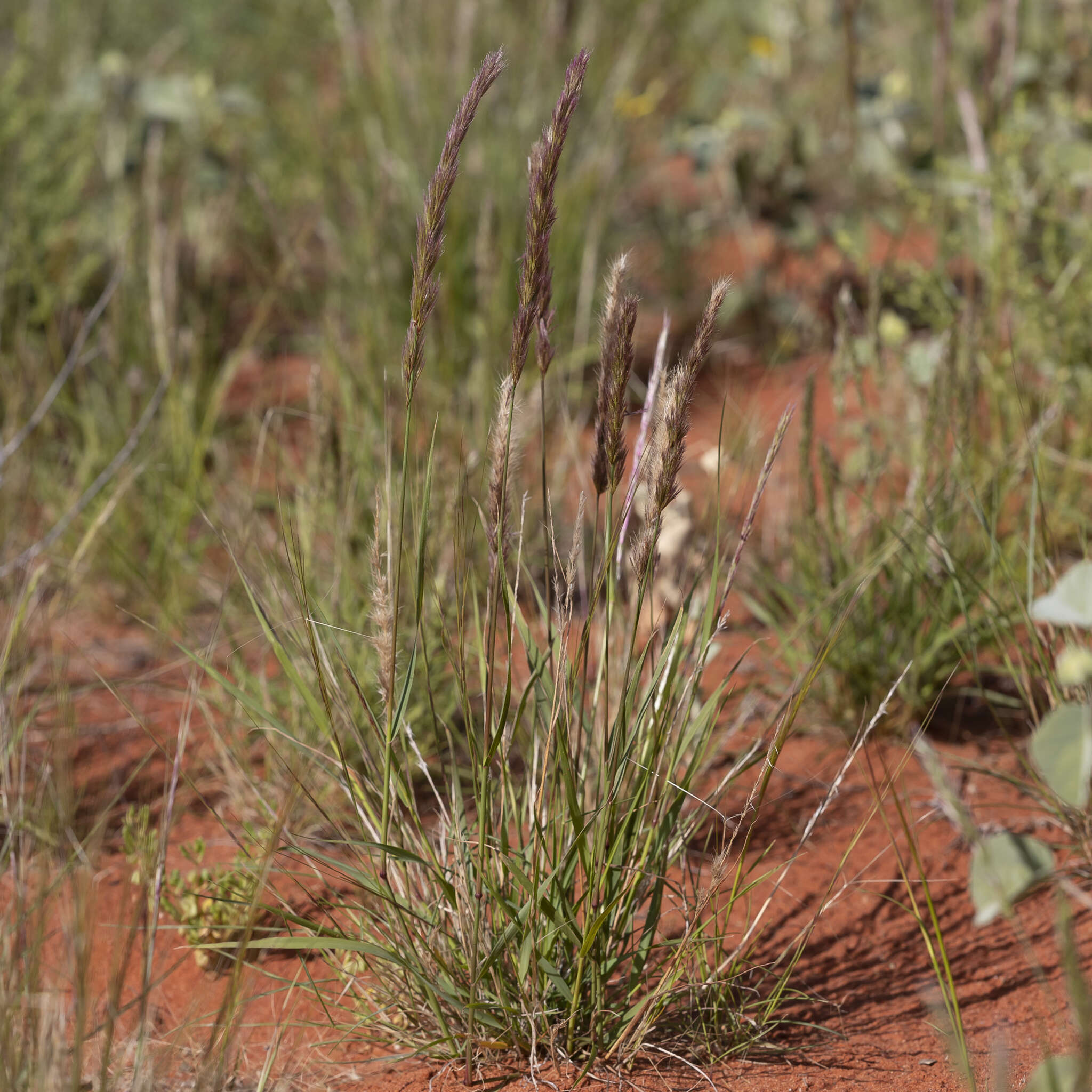 Image of purple needlegrass