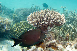 Image of Bristle-toothed Surgeonfish