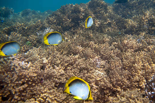 Image of Black-back Butterflyfish