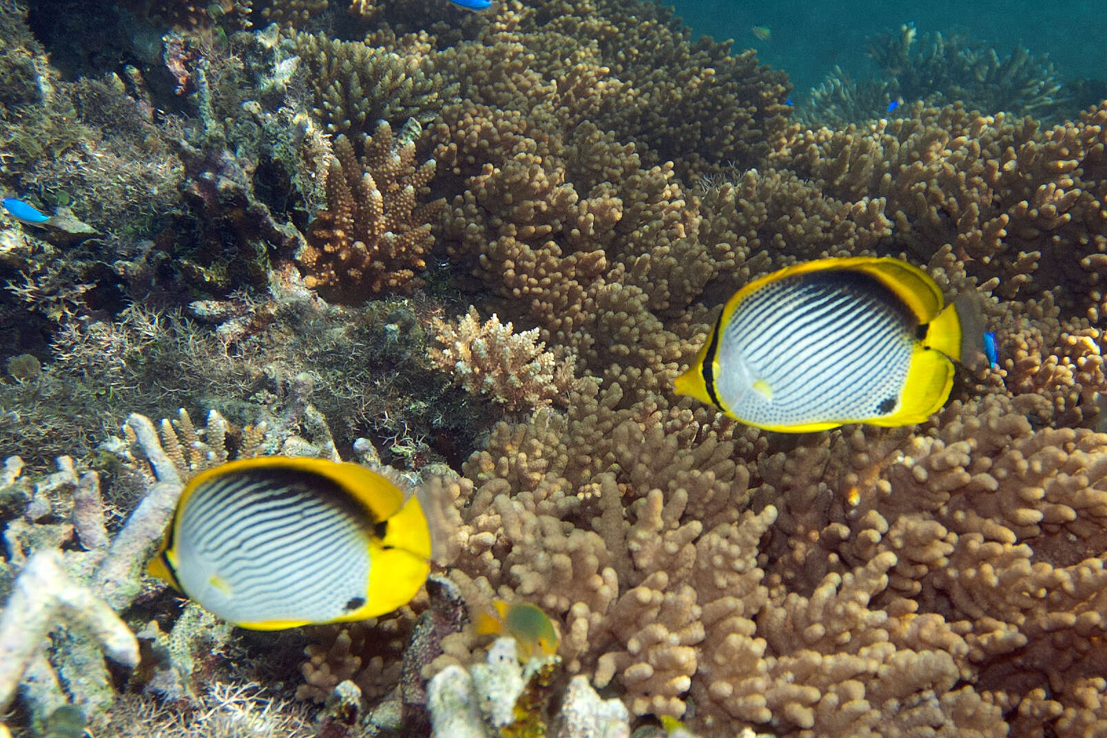 Image of Black-back Butterflyfish