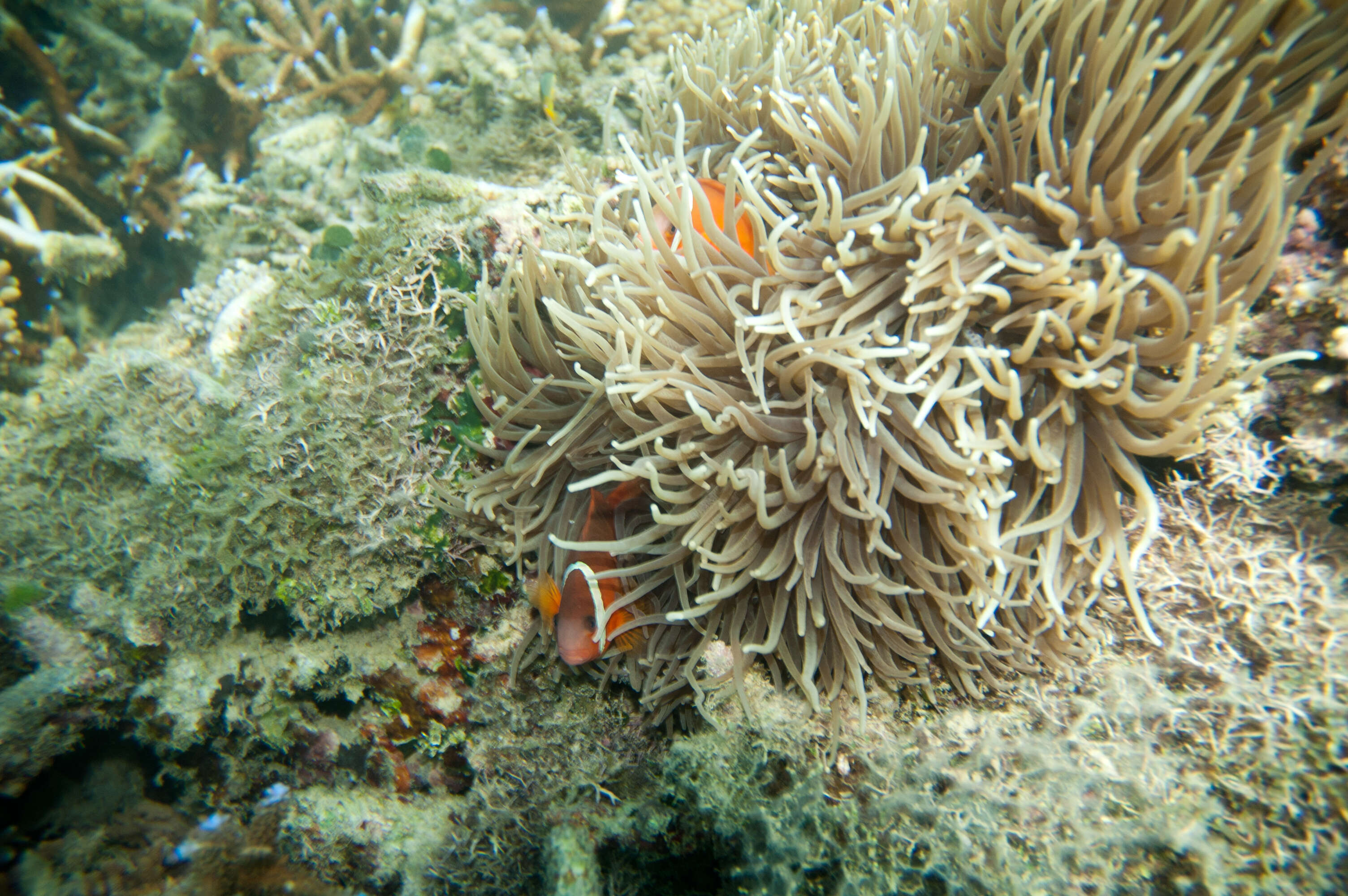 Image of Sebae Anemone