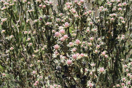 Image of Leucadendron brunioides var. flumenlupinum I. J. M. Williams