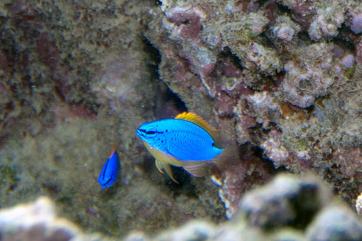 Image of Fiji blue devil