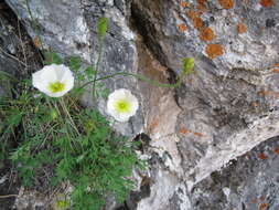 Image of Papaver popovii Siplivinskii