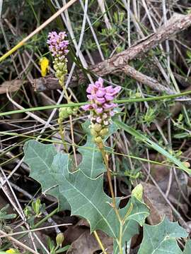 Image of Grevillea quercifolia R. Br.