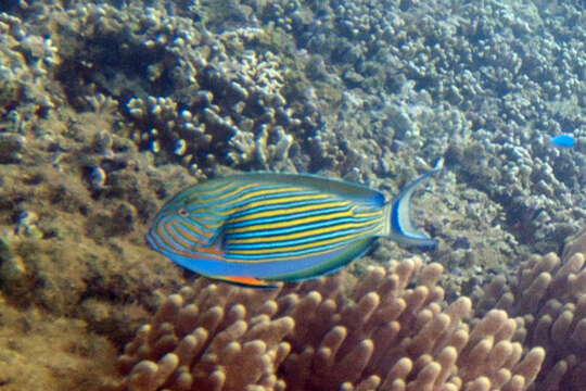 Image of Blue Banded Surgeonfish