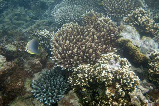 Image of Eastern Triangle Butterflyfish