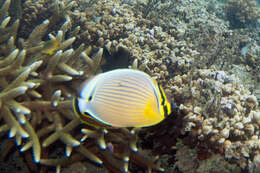 Image of Oval Butterflyfish