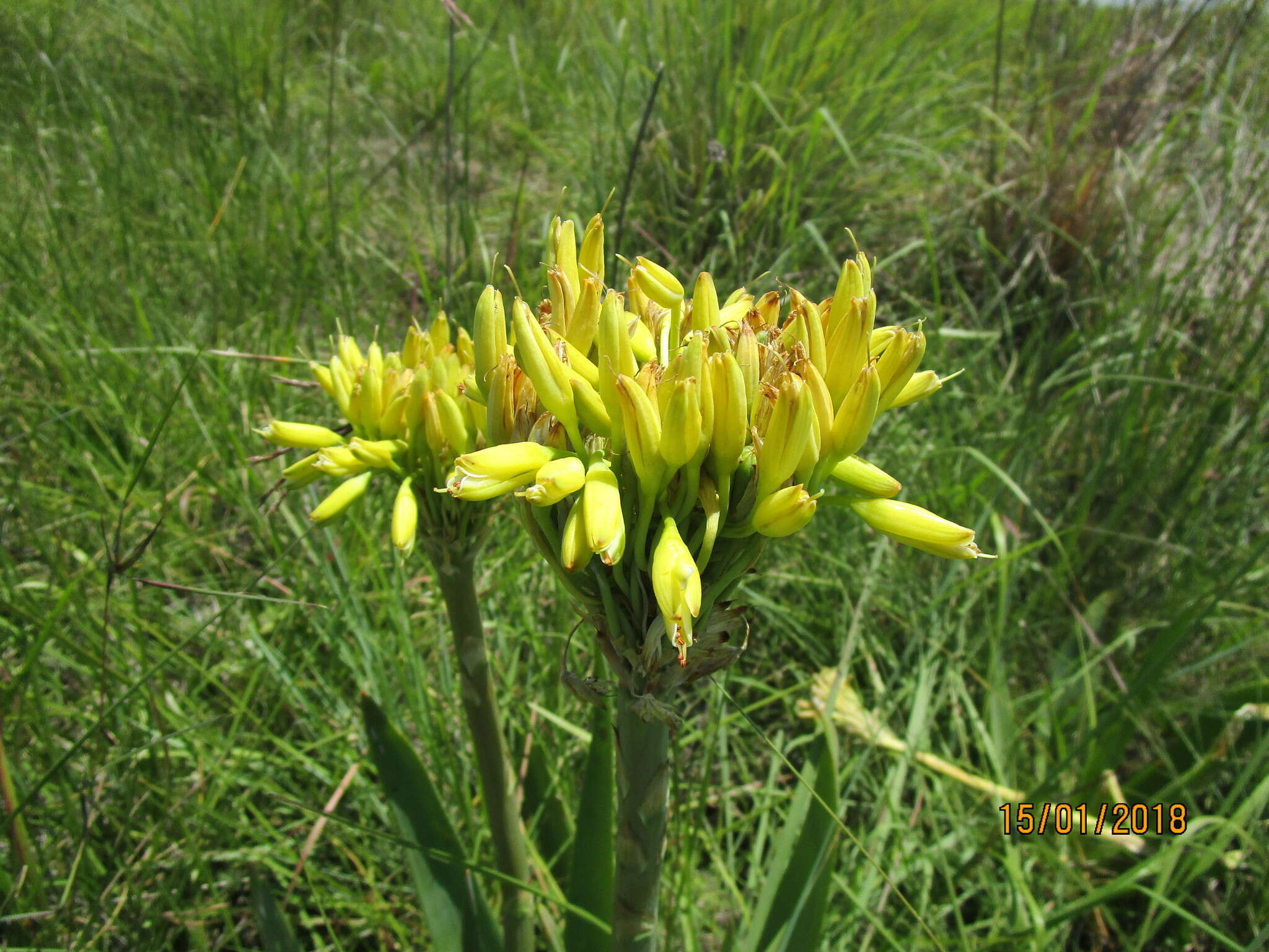 Image of Aloe ecklonis Salm-Dyck