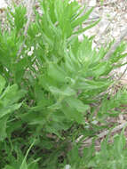Image of leafy brickellbush