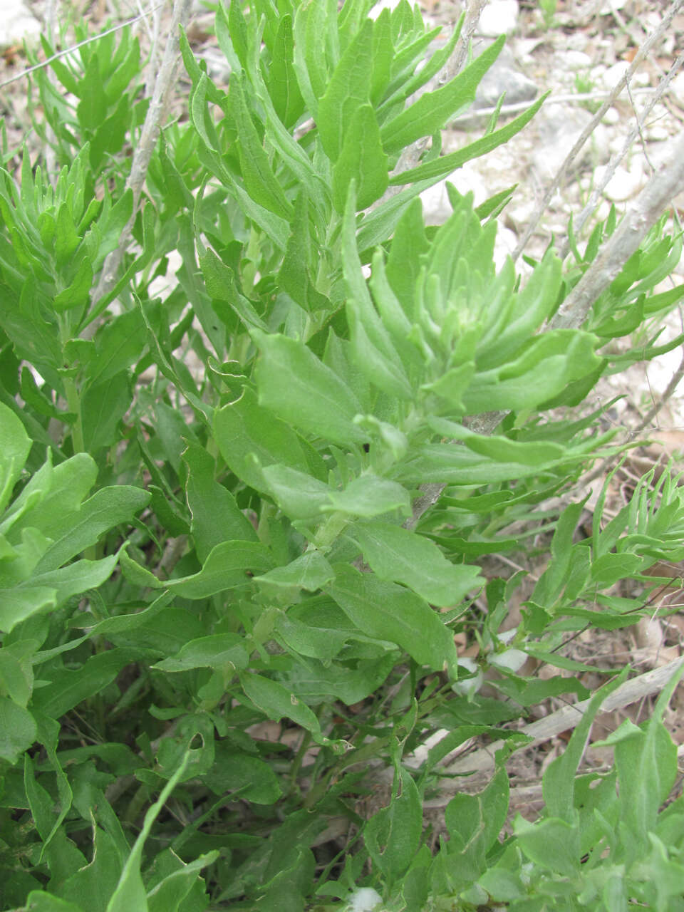 Image of leafy brickellbush