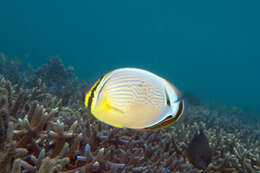 Image of Oval Butterflyfish