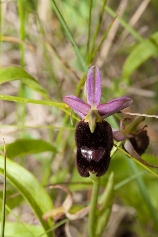 Слика од Ophrys bertolonii Moretti