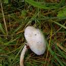 Image of Stropharia albonitens (Fr.) Quél. 1875