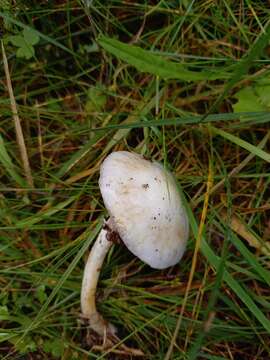 Image of Stropharia albonitens (Fr.) Quél. 1875