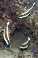 Image de Poisson cocher du Pacifique