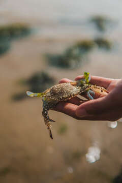 Image of Pacific blue swimming crab