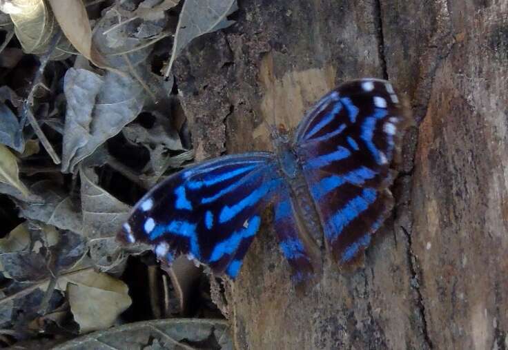 Image of Mexican Bluewing