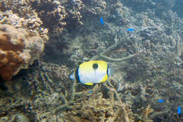 Image of Limespot Butterflyfish