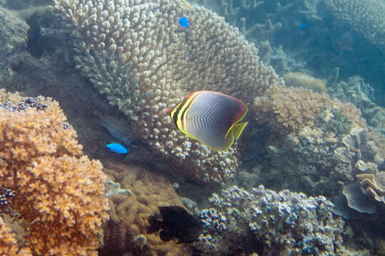 Image of Eastern Triangle Butterflyfish