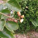 Erythrina fusca Lour. resmi