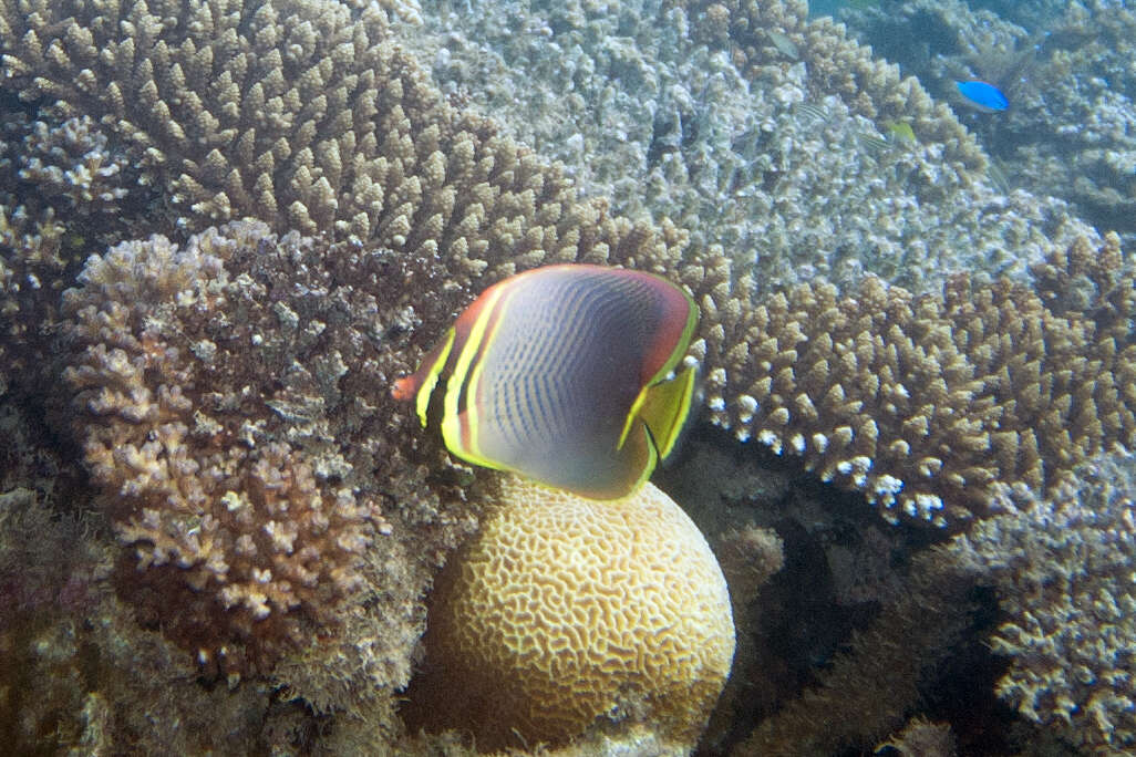 Image of Eastern Triangle Butterflyfish