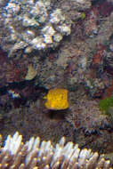 Image of Yellow boxfish