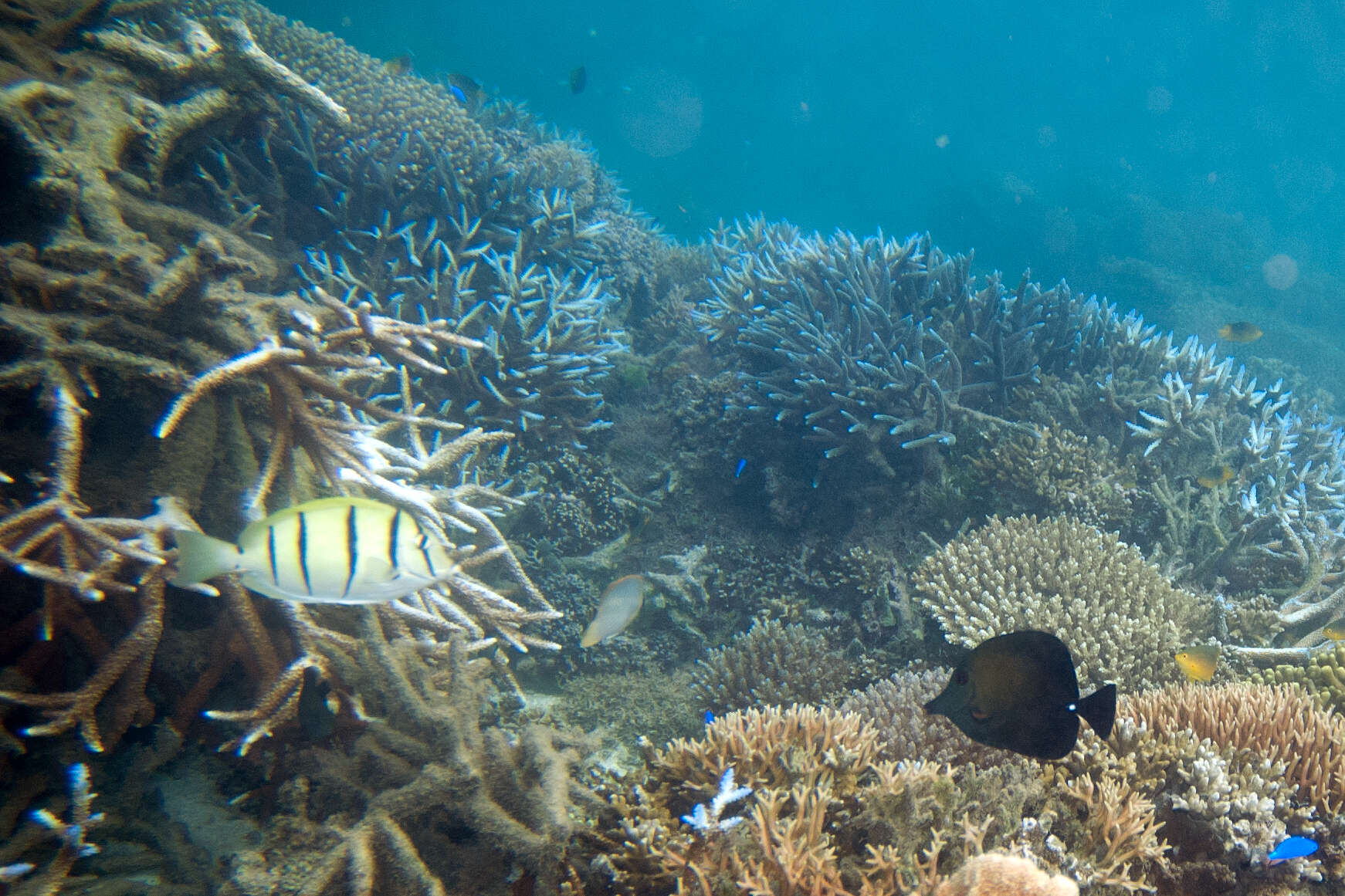 Image of Convict Surgeonfish