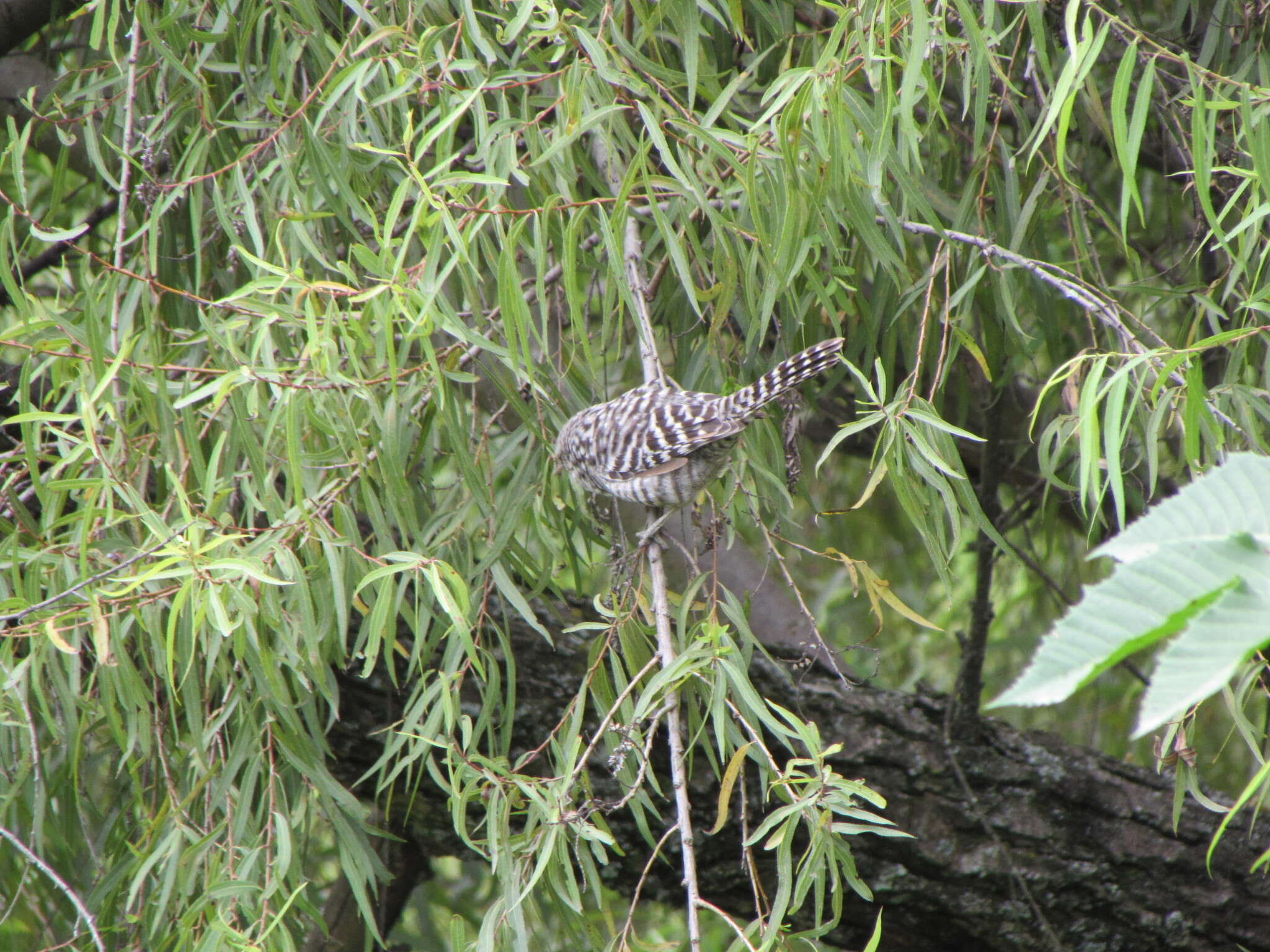 Image of Fasciated Wren