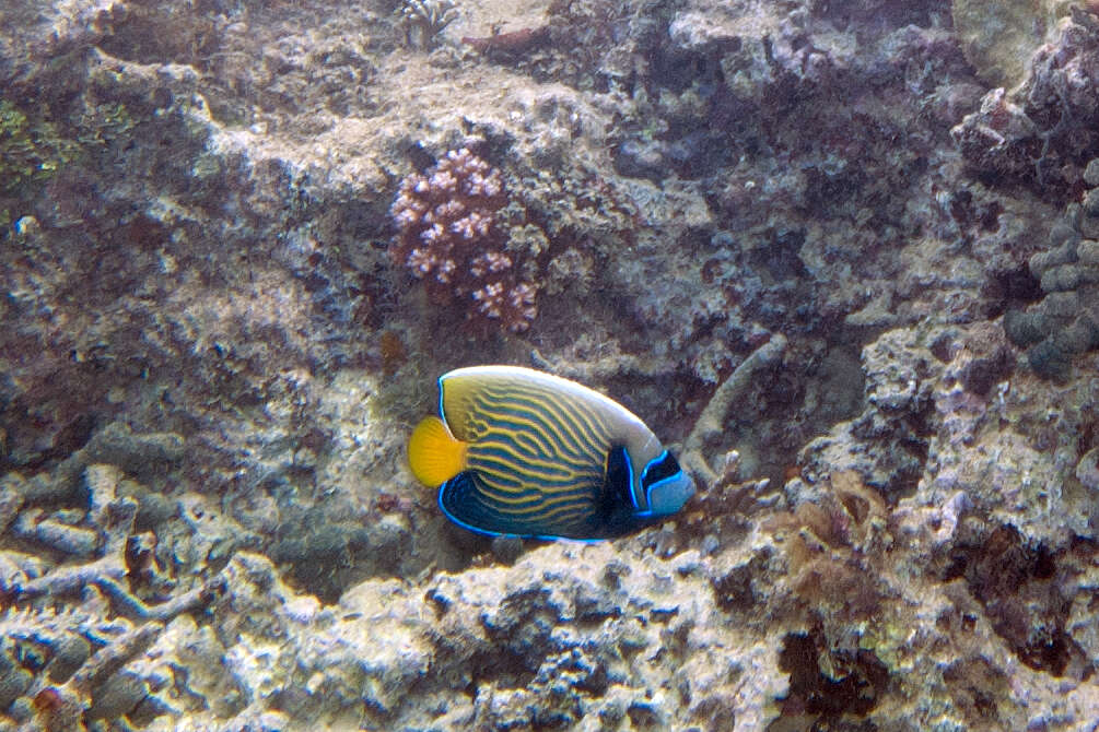 Image of Angelfish